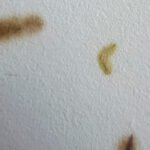 Papel Botón de Oro Blanco - Artisan